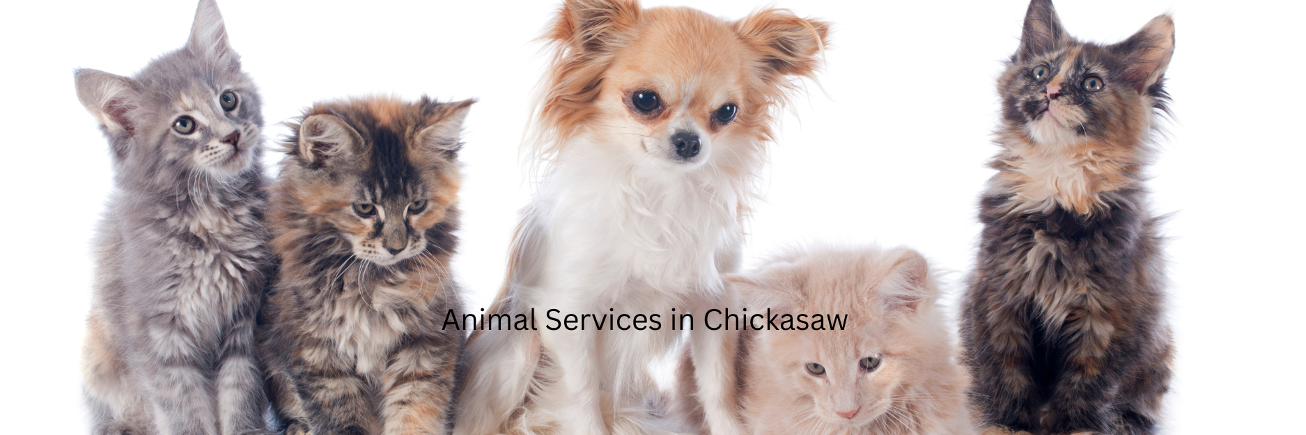 Animal Services
